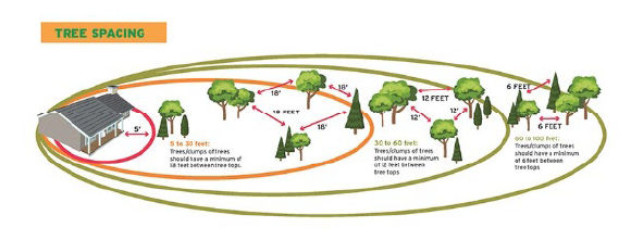 Figure 4 Example of tree placement.